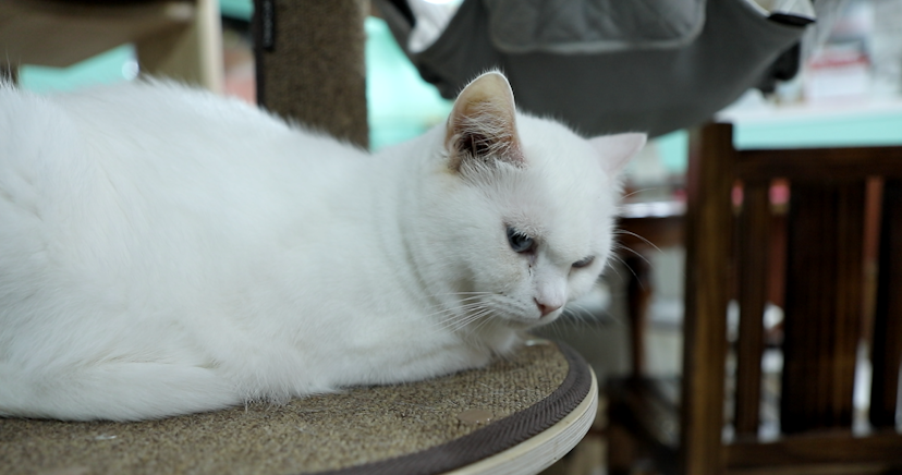 앉아서 졸고 있는 하얀 고양이 이미지