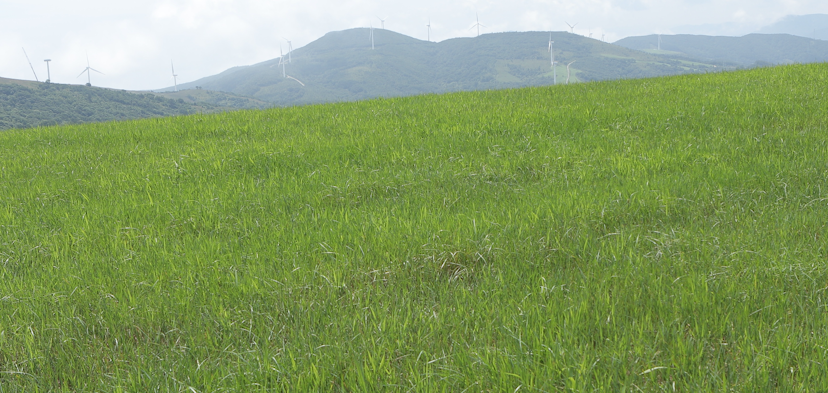 푸른 초원과 멀리보이는 대관령 풍력발전소 이미지