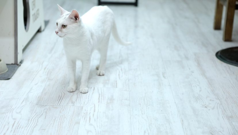 서 있는 하얀고양이 이미지